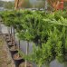 Borievka netatová (Juniperus sabina) ´TAMARISCIFOLIA´ - výška 110-120 cm, kont. C18L – NA KMIENKU